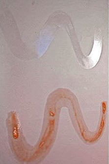 ToobSeal Inflatable Boat interior Sealant