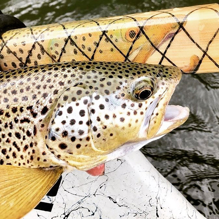 Sawyer Brown Trout SquareTop Oar