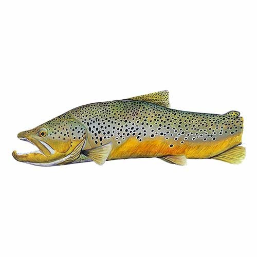 Sawyer Brown Trout SquareTop Oar