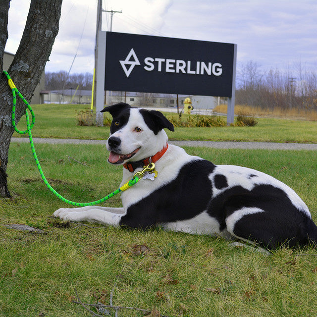 Sterling Dog Leash